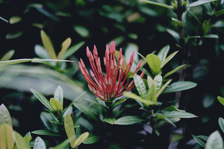 Landscaping Landscaping
