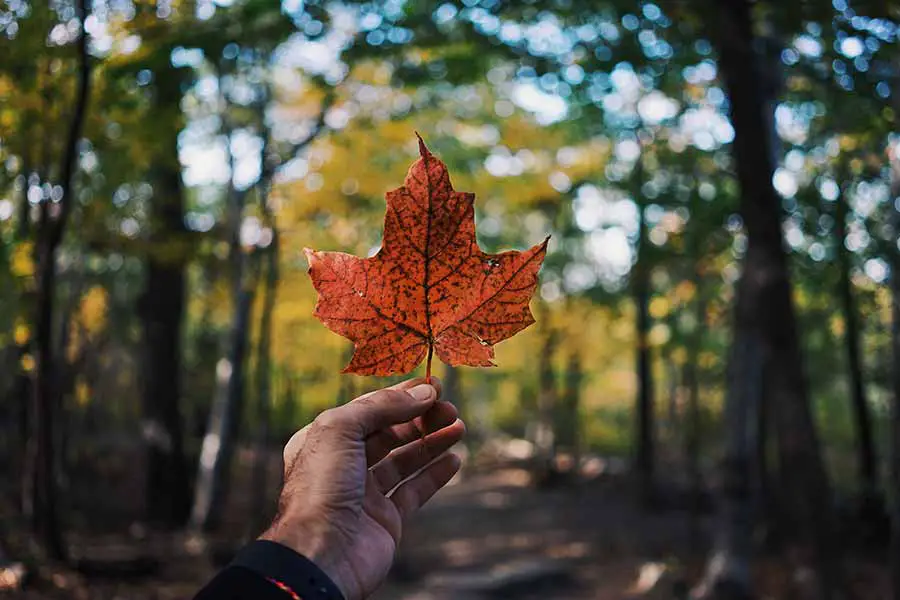 canada canada