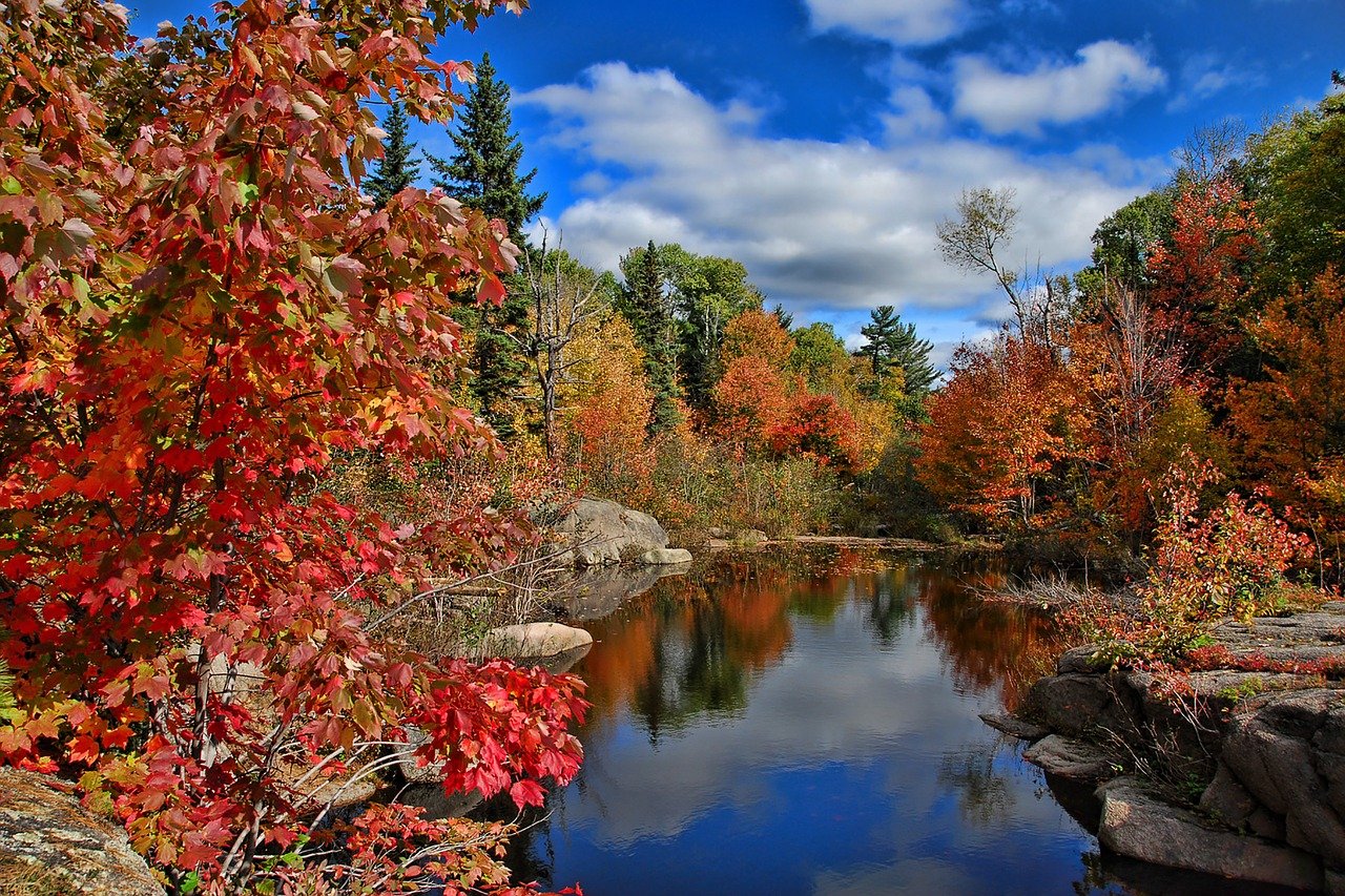 fall lanscape in brilliant red and gold new brunswick, Canada