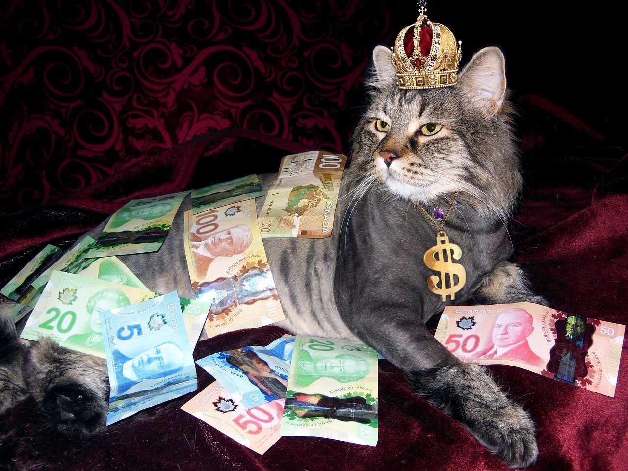 Cat with crown on red background with dollar sign collar and Canadian money