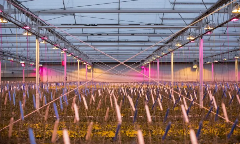 Benefits of Using Led Lights in Greenhouses as Shown by Research