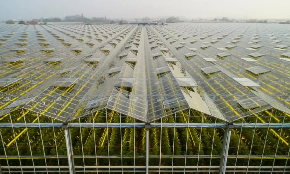 Energy-saving greenhouse technology you should know about(2)