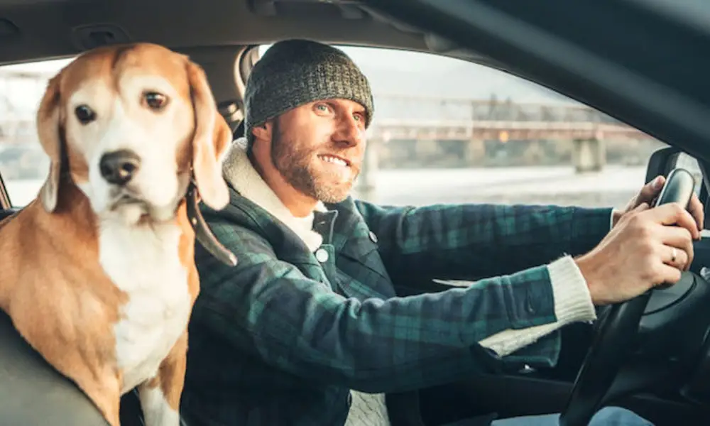 How Does Driving With a Pet Affect Your Auto Insurance