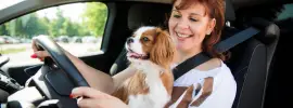How Does Driving With a Pet Affect Your Auto Insurance(1)