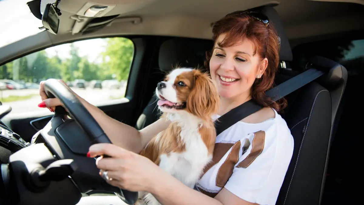 How Does Driving with a Pet Affect your Auto Insurance?