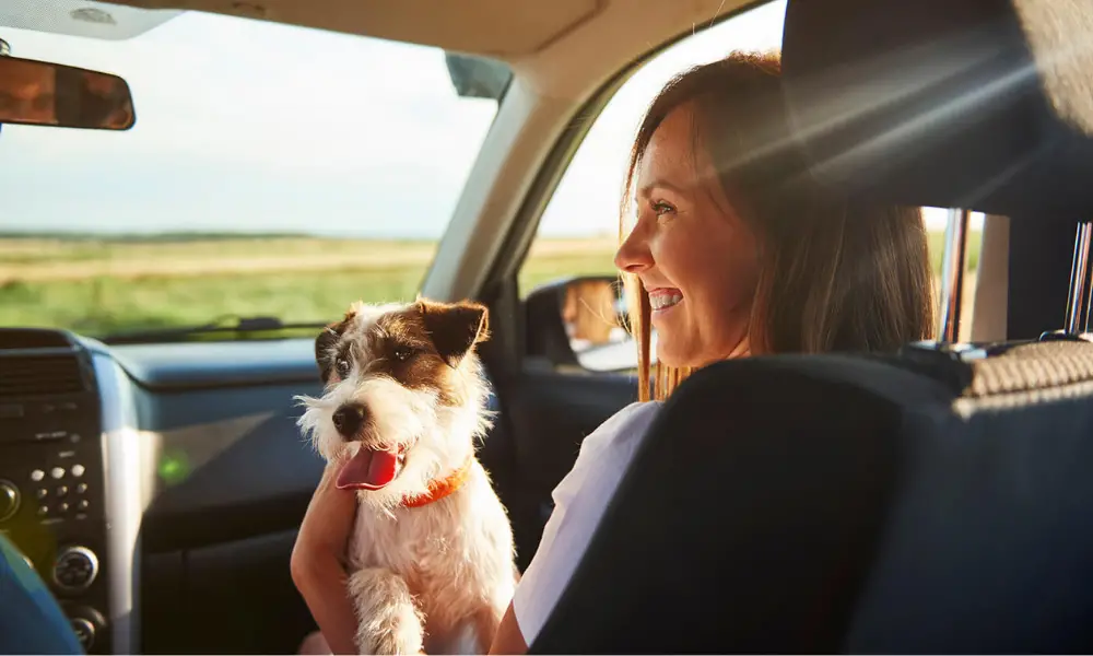 How Does Driving With a Pet Affect Your Vehicle Insurance Rate