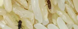 How to Protect Grains from Insects at Home(1)