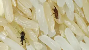 How to Protect Grains from Insects at Home(1)