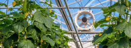 LEDs and Greenhouses Researchers are Discovering New Benefits