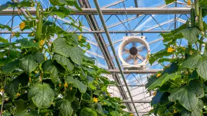 LEDs and Greenhouses Researchers are Discovering New Benefits