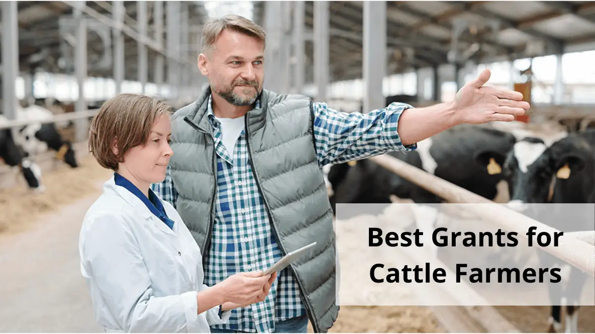 Best Grants for Cattle Farmers in Canada