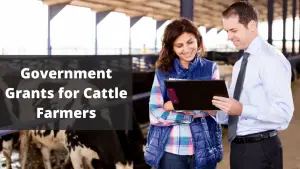 Government Grants for Cattle Farmers